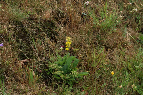 European goldenrod