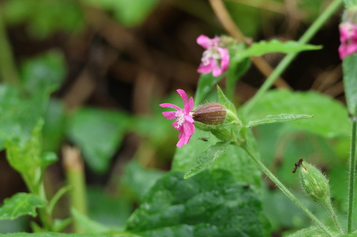 red campion