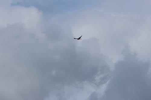 Eurasian Kestrel