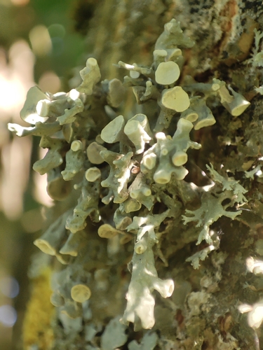 Dotted Ribbon Lichen