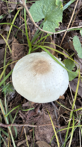 inky mushroom