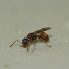Dolichoderus thoracicus