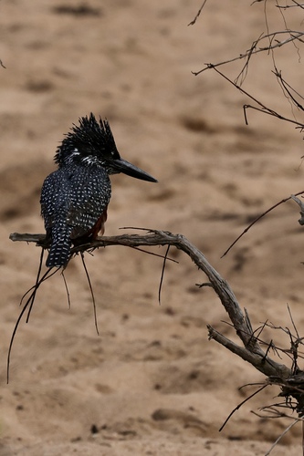 iNaturalist image