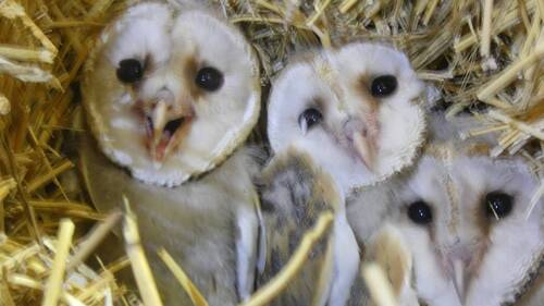 Western Barn Owl