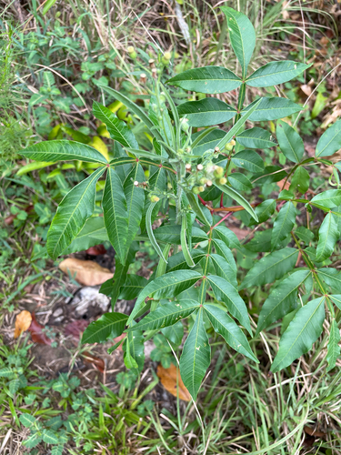 shining sumac