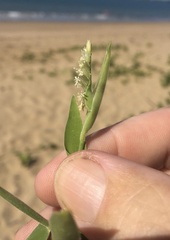 Thuarea involuta