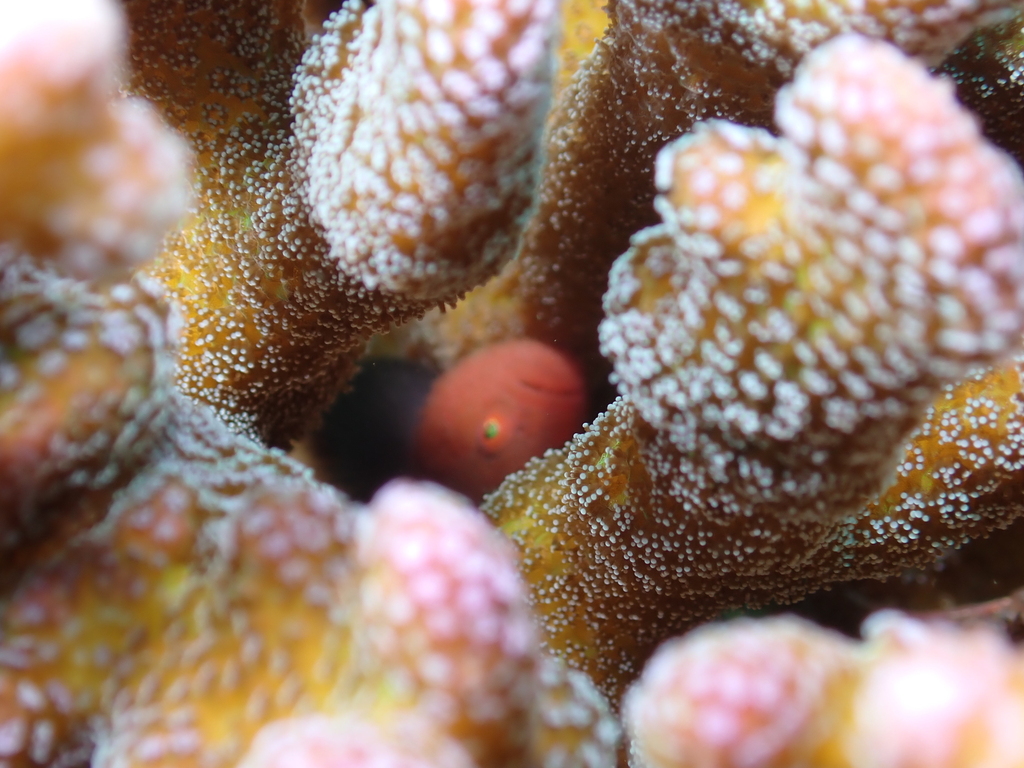 Redhead Goby