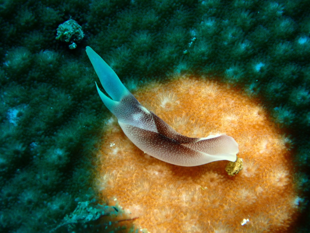 Lovely Headshield Slug