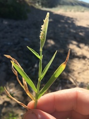 Thuarea involuta