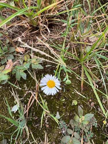 Erigeron karvinskianus observed 2026-08-24
