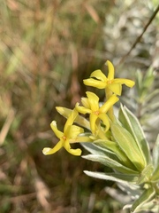 Lasiosiphon splendens