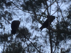 Calyptorhynchus lathami