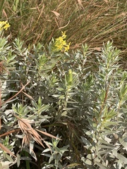 Lasiosiphon splendens