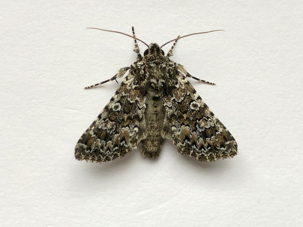 Magnol's lychnis moth