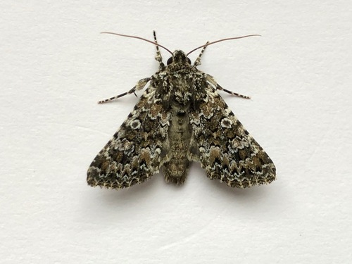 Magnol's lychnis moth