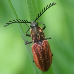 Anostirus purpureus