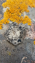 Umbilicaria virginis