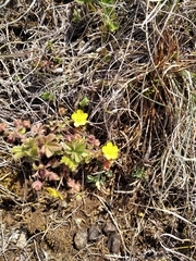 Potentilla humifusa