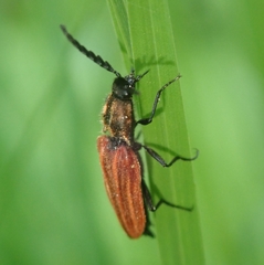 Anostirus purpureus