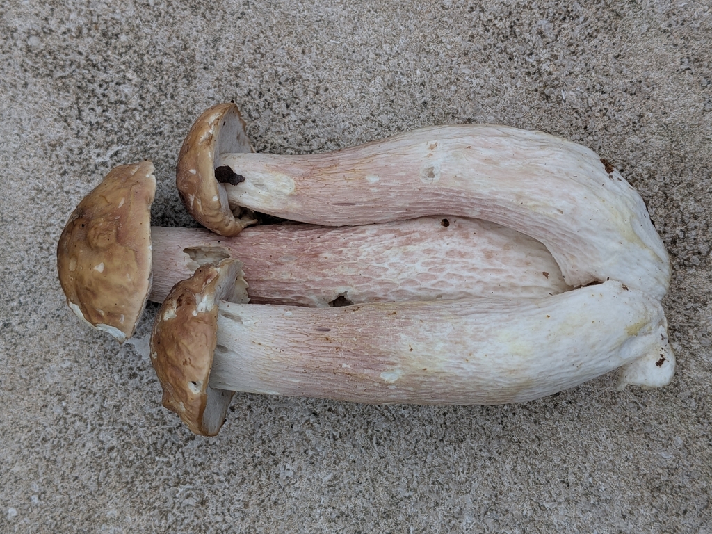 lilac bolete · August 2026 · photo: Photo: no rights reserved · iNaturalist