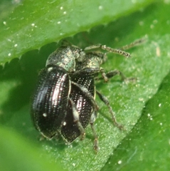 Phyllobius viridicollis