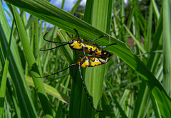 Tragocephala variegata
