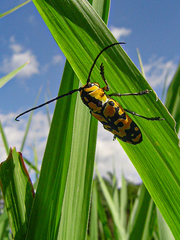 Tragocephala variegata