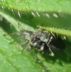 Phyllobius viridicollis