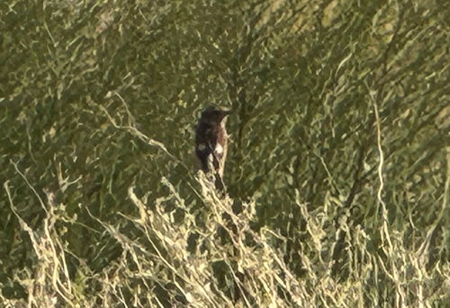 European Stonechat