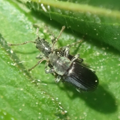 Phyllobius viridicollis