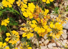 Hippocrepis comosa