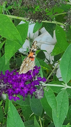 Painted Lady