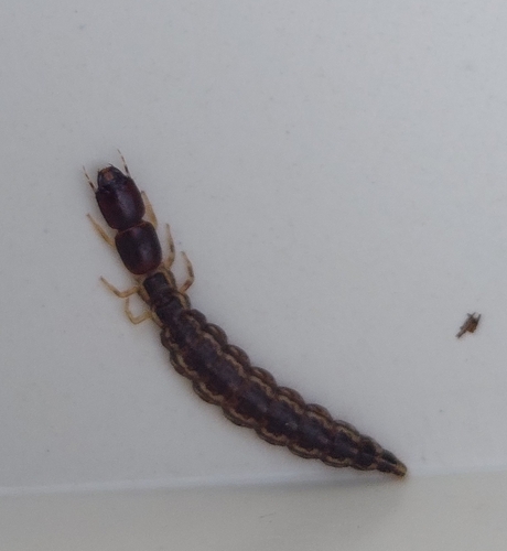oak snakefly