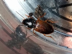 Anisodactylus sanctaecrucis