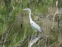 Ardea cinerea
