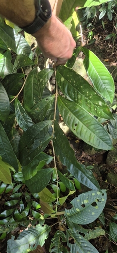 Chionanthus sleumeri (Chionanthus sleumeri)