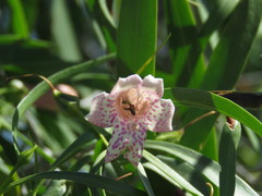 Eremophila bignoniiflora