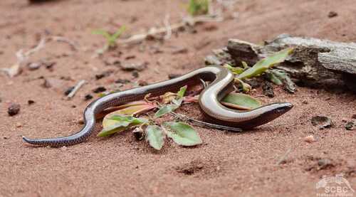 Limpopo Dwarf Burrowing Skink, Scelotes limpopoensis