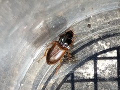 Anisodactylus sanctaecrucis