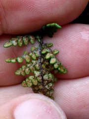 Myriopteris intertexta