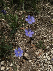 Linum alpinum