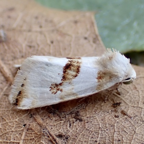 Snakeweed Flower Moth photo 2
