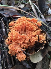 Ramaria capitata ochraceosalmonicolor