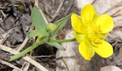 Ranunculus hybridus