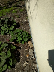 Anisodactylus sanctaecrucis