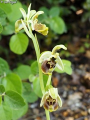 Ophrys bornmuelleri
