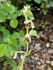 Ophrys bornmuelleri