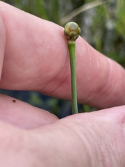 Xyris jupicai