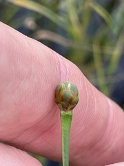 Xyris jupicai, photograph (c) James Hardee, some rights reserved (CC BY)