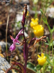 Orchis anatolica